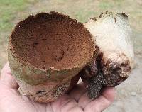 Lycoperdon utriforme image