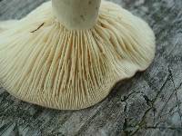 Lactarius pyrogalus image