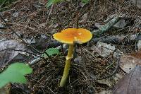 Amanita flavoconia var. flavoconia image