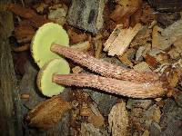 Aureoboletus russellii image