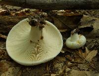 Lactarius deceptivus image