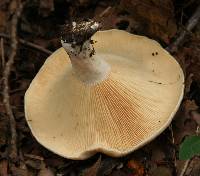 Lactarius psammicola f. glaber image