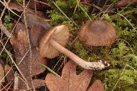 Inocybe assimilata image