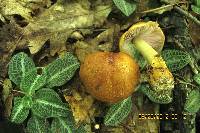 Cortinarius corrugatus image