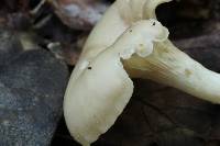 Clitocybe phaeophthalma image