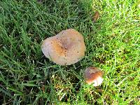 Lactarius torminosus image