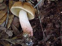 Leccinum roseoscabrum image