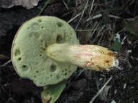 Boletus longicurvipes image