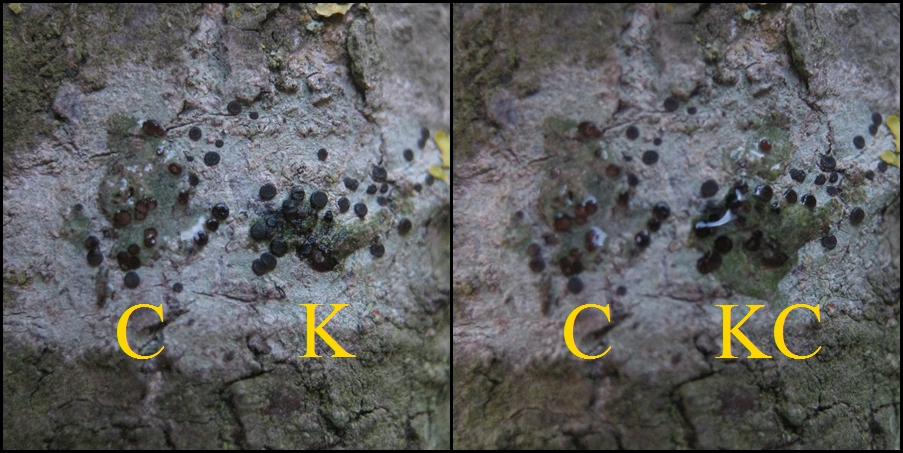 Bacidia absistens image