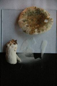 Russula parvovirescens image