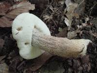 Boletus variipes image