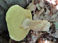 Boletus variipes image