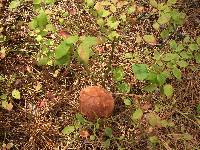 Boletus oliveisporus image