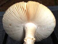 Amanita mutabilis image