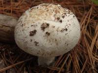 Amanita mutabilis image