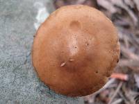 Agrocybe acericola image