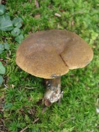 Boletus pulverulentus image