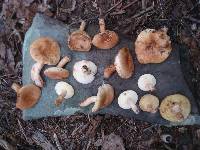 Gyroporus castaneus image