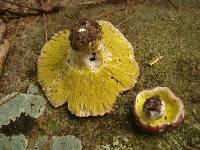Hypomyces luteovirens image