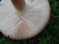 Lactarius volemus image