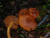 Cortinarius rubellus image