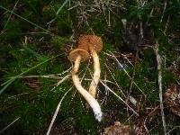 Cortinarius rubellus image