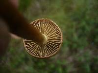 Cortinarius tubarius image