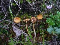 Galerina tibiicystis image