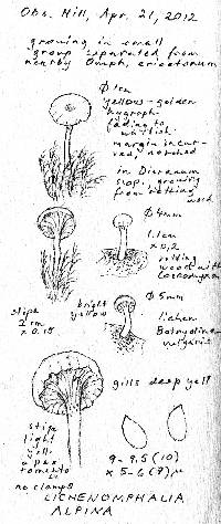 Lichenomphalia alpina image