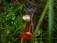 Hygrocybe coccineocrenata image