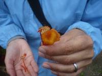 Hygrocybe coccineocrenata image