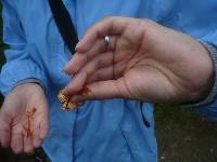 Hygrocybe coccineocrenata image