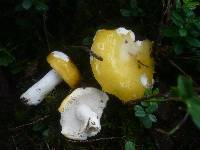 Russula claroflava image