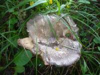 Russula cyanoxantha image