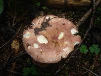 Russula vesca image