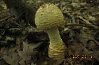 Amanita daucipes image