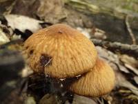 Psathyrella rugocephala image