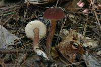 Austroboletus gracilis image