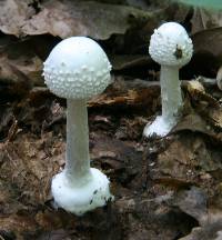 Amanita abrupta image