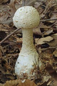 Amanita ravenelii image