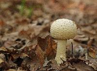 Amanita ravenelii image