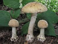 Amanita crenulata image