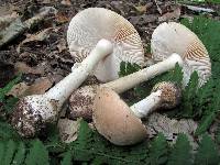 Amanita crenulata image