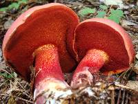 Boletus flammans image