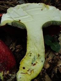 Boletus flammans image