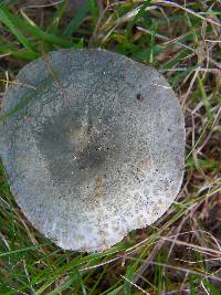 Russula parvovirescens image