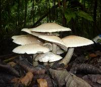 Macrocybe titans image