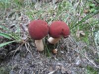 Xanthoconium purpureum image