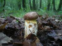 Boletus appendiculatus image