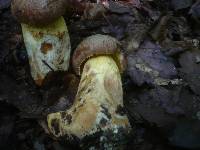 Boletus appendiculatus image